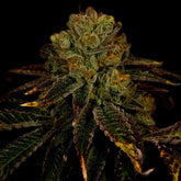 Pineapple Express Autoflower Cannabis Plant